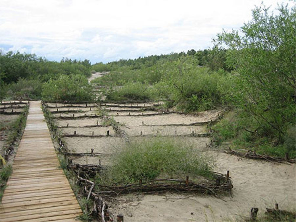 Promenades aménagées dans les dunes à Palanga