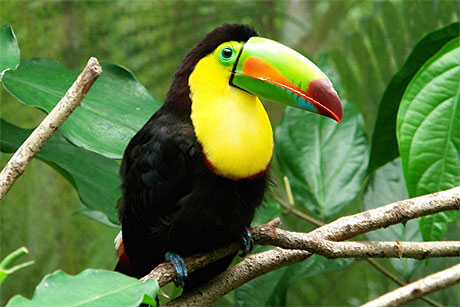 Toucan todo macanudo Toucan todo macanudo