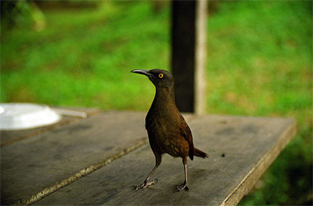 Oiseau moqueur