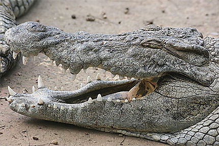 Portrait de crocodile
