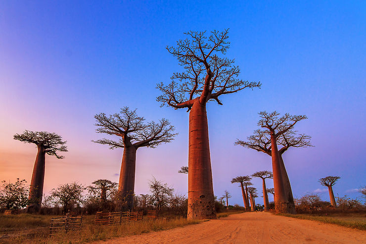 L'allée des Baobabs