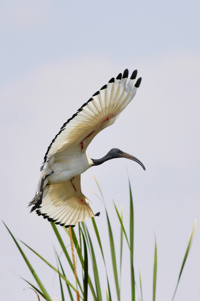 Ibis Ibis