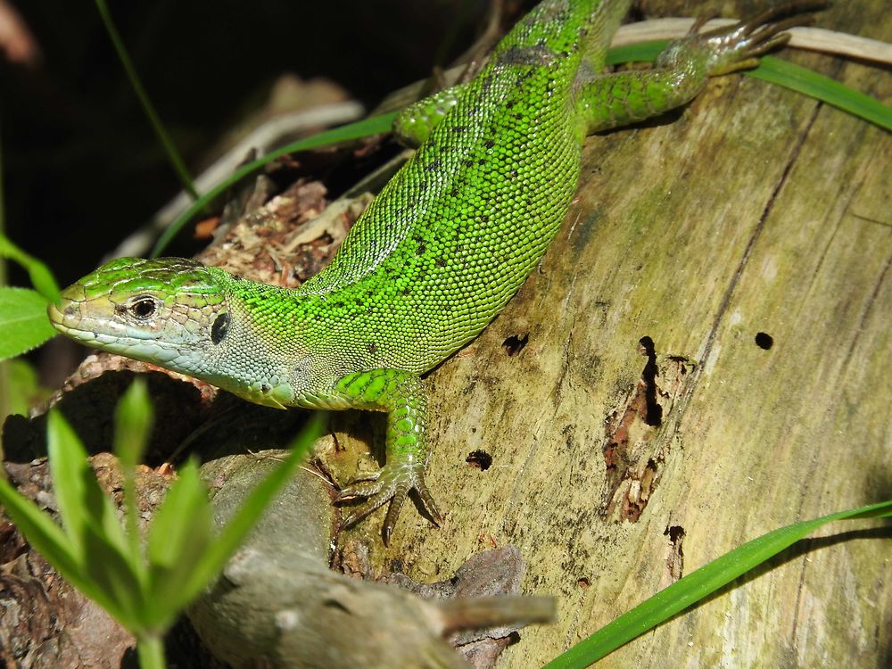 Lézard vert