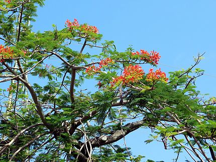 Fleurs du flamboyant en Guadeloupe
