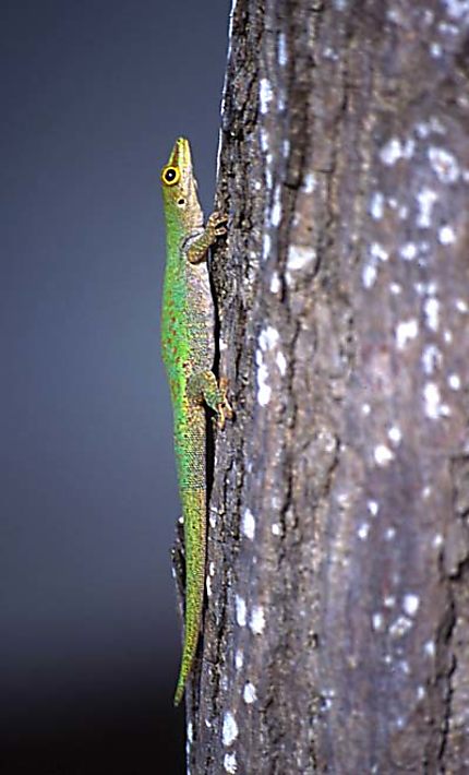 gecko vert