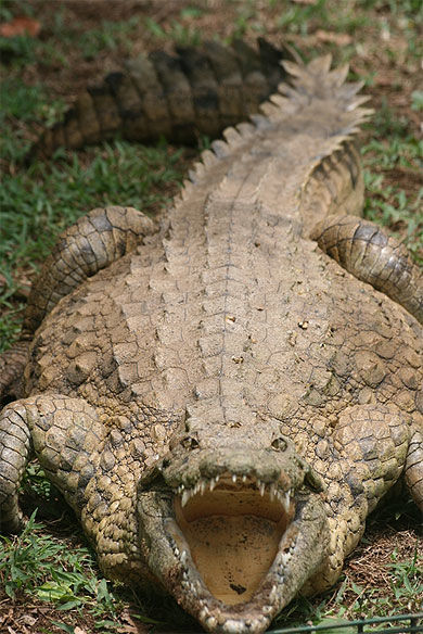 Un crocodile de Croc Parc