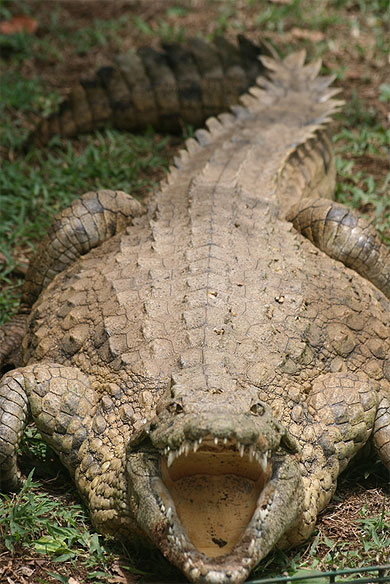 Un crocodile de Croc Parc Un crocodile de Croc Parc