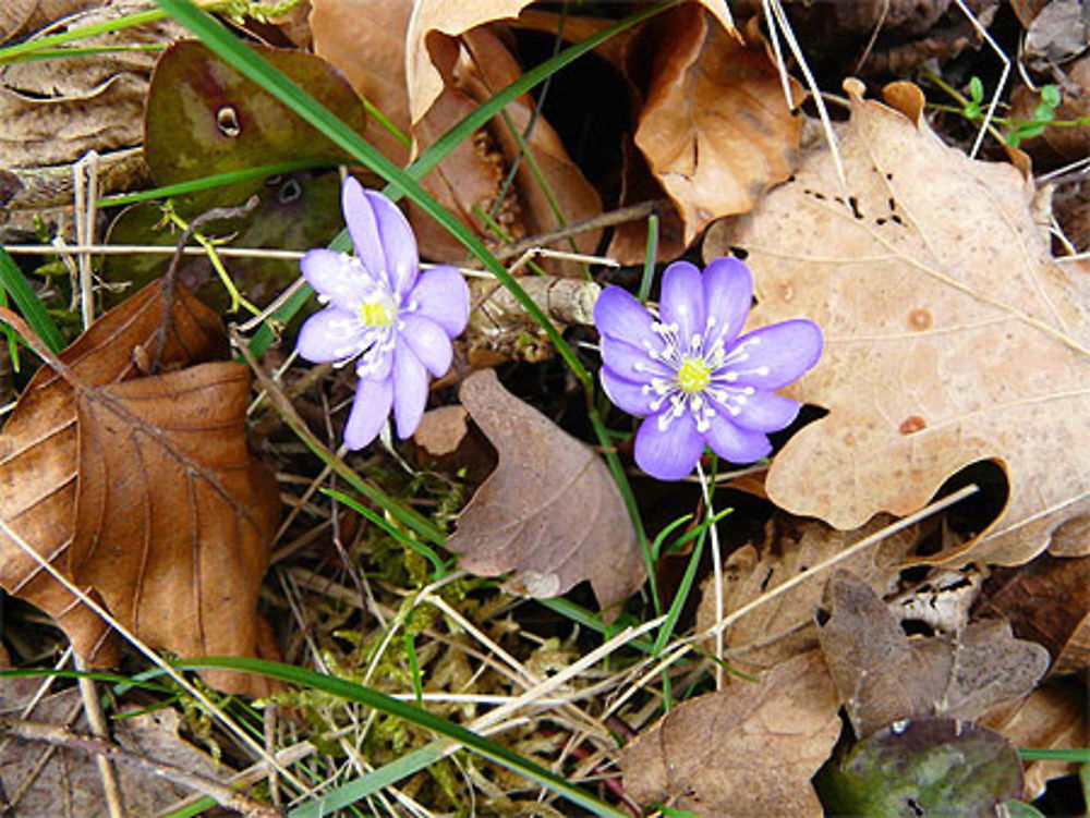 Fleurs de montagne