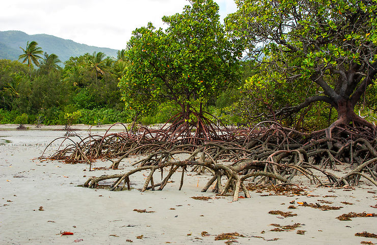 Découverte de la mangrove à Yule Point