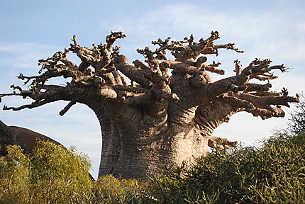 Soudain, un baobab