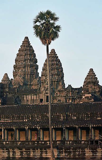 Le palmier à sucre emblématique du Cambodge