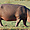 Un hippo à Chobe