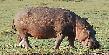 Un hippo à Chobe