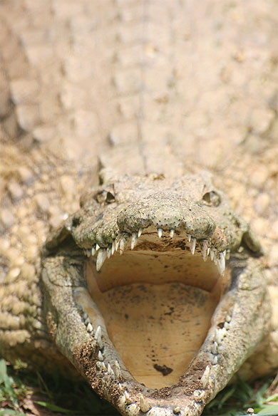 Crocodile Crocodile