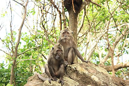 Macaques Sumatra