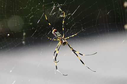 Araignée locale à Dazaifu