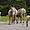 Chèvres des montagnes à Minnewanka Lake