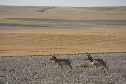 Antilopes au Wyoming