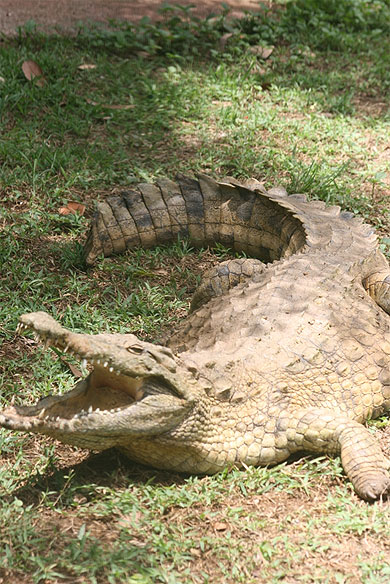 Crocodile (Croc Parc) Crocodile (Croc Parc)