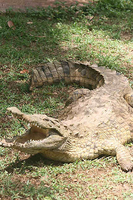 Crocodile (Croc Parc)