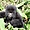 Un petit du Amohoro Gorilla Group
