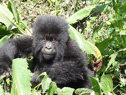 Un petit du Amohoro Gorilla Group