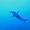Requin marteau aux Galapagos
