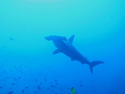Requin marteau aux Galapagos