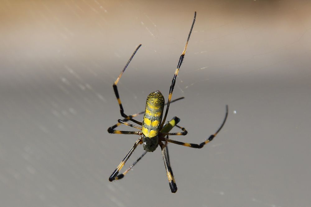 Araignée locale à Dazaifu