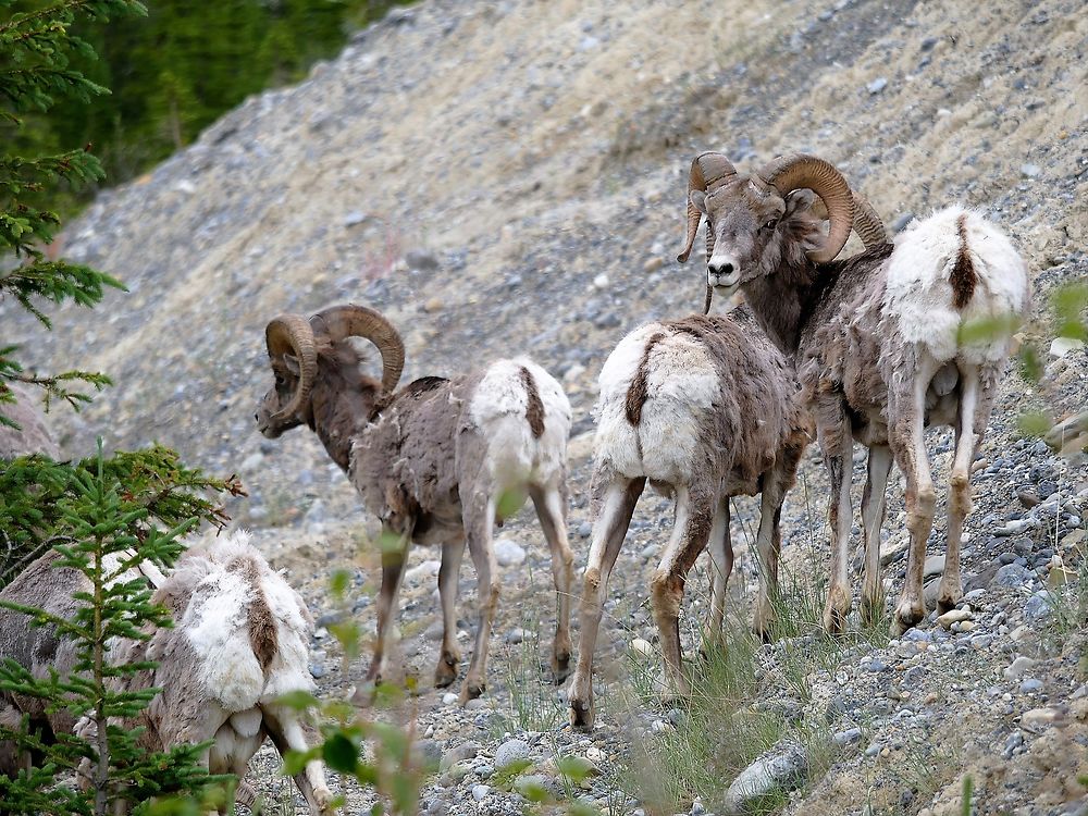 Boucs des montagnes, glacier Athabasca