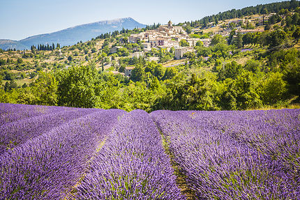 En Provence, sur les routes de la lavande