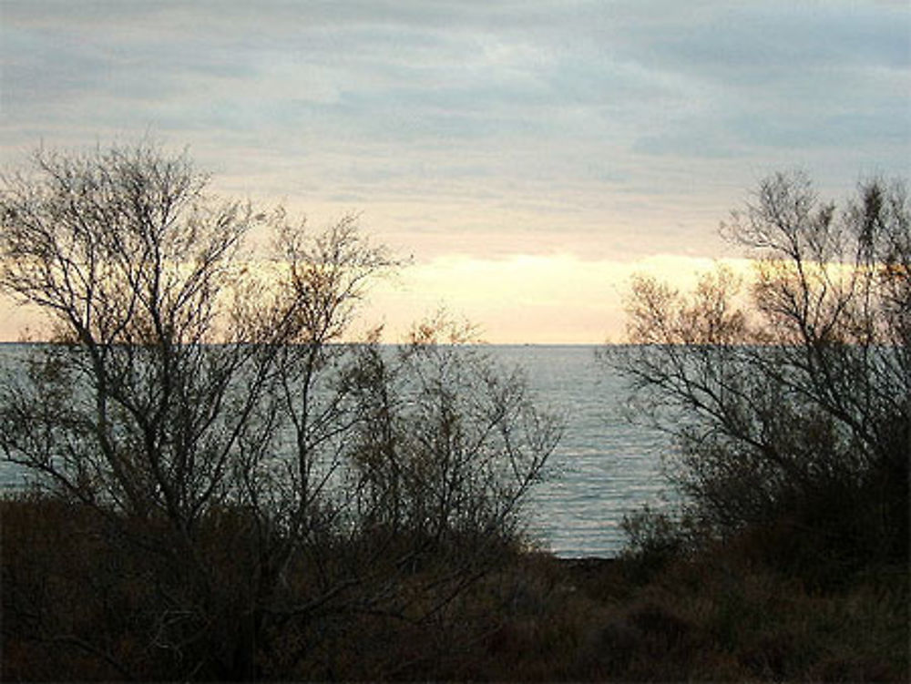 Beautés de Camargue en hiver