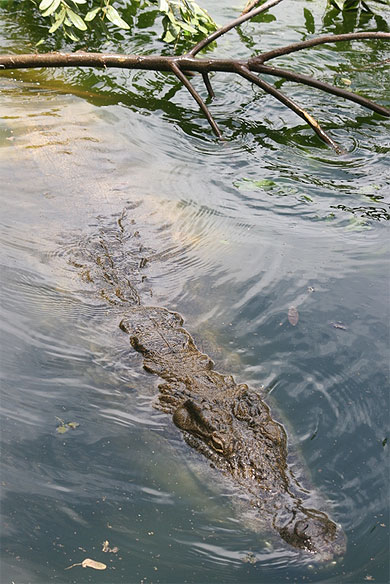 Crocodile dans l'eau Crocodile dans l'eau
