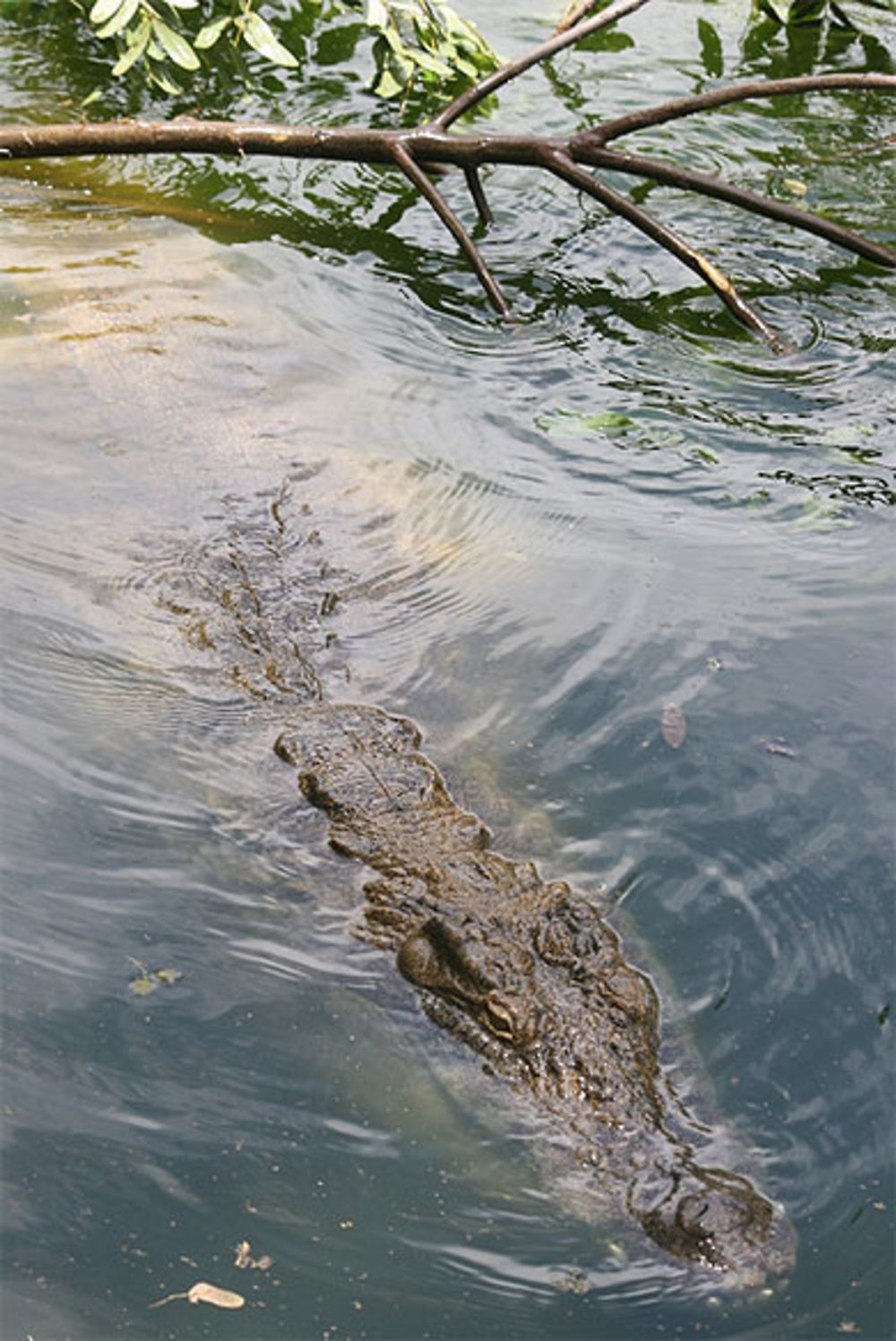 Crocodile dans l'eau