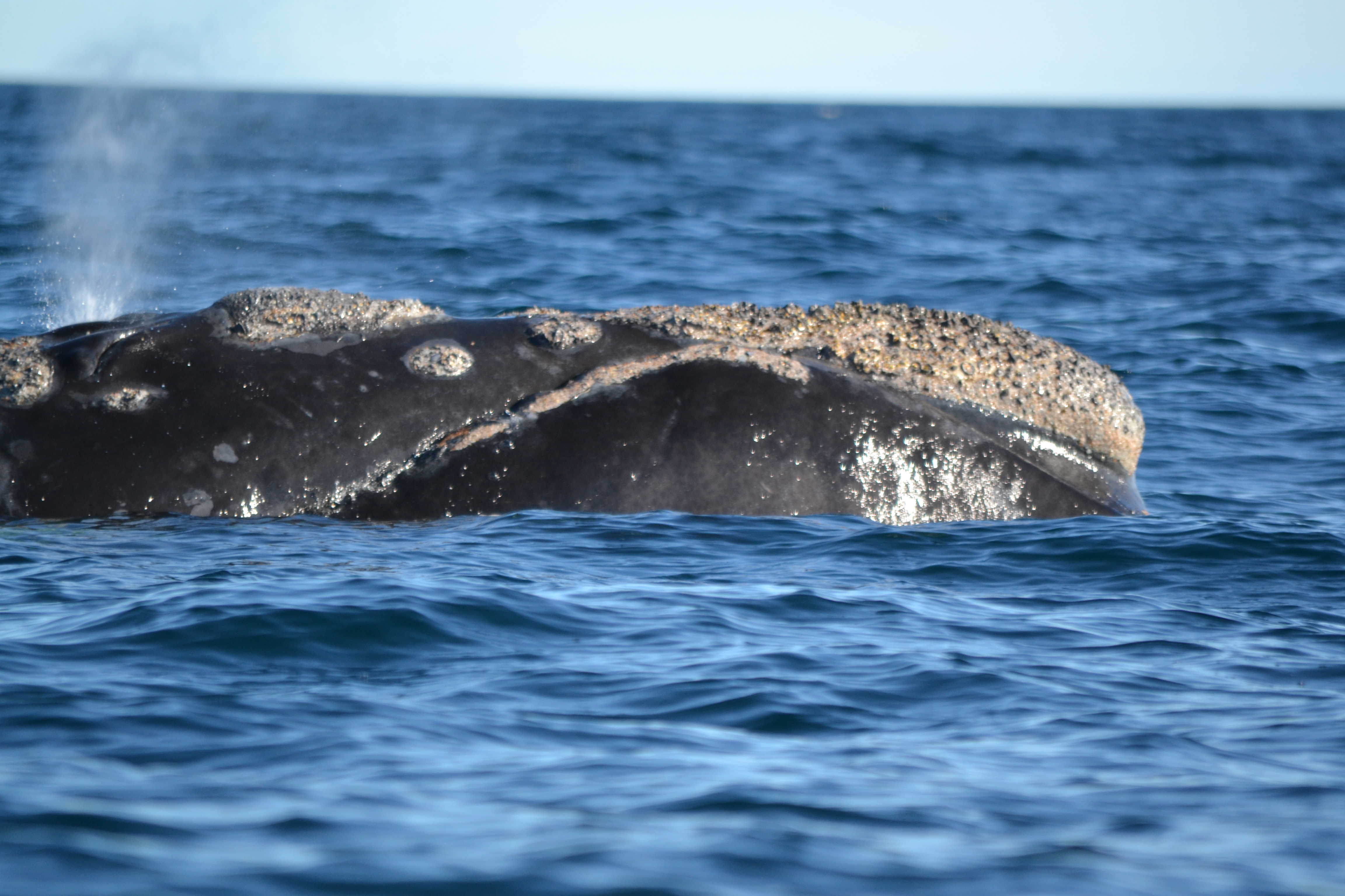 Baleine franche australe : Baleines : Animaux : Animaux : Puerto ...