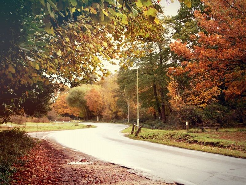 The New Forest en automne 