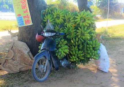 Moto-bananes