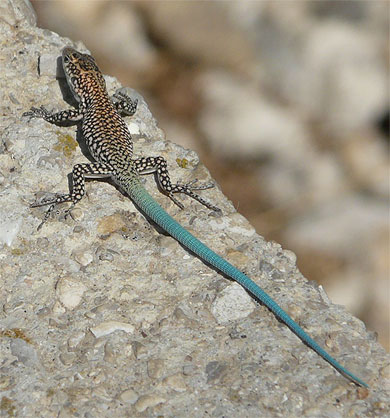 Petit lézad bleu