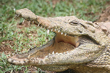 Portrait de Crocodile (Croc Parc)