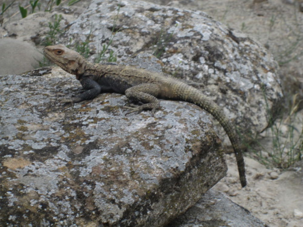 Un habitant peu farouche d'Uplistsikhe