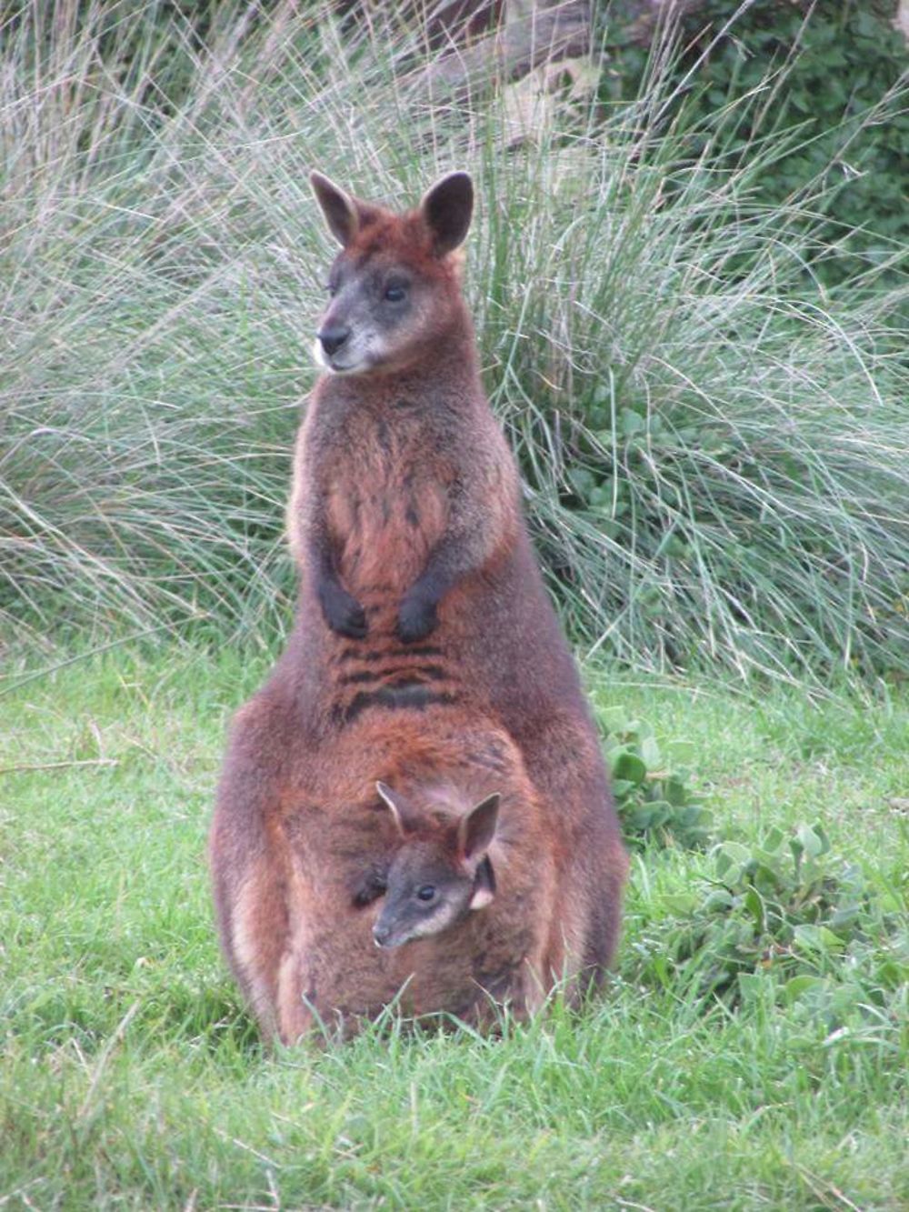 Maman Kangourou et son bébé