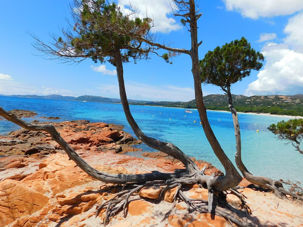 Paysage, plage de Palombaggia en Corse