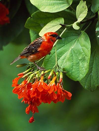 cardinal et fleur cardinal