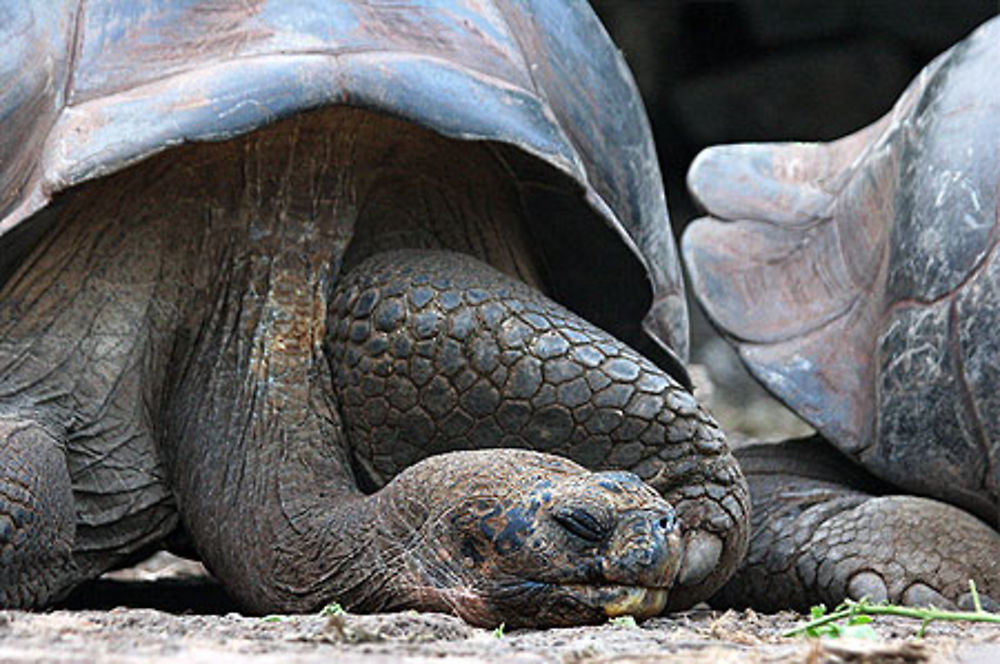 Tortue géante des Galapagos