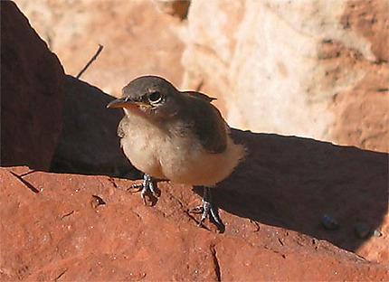 The bluff-breasted Flycatcher