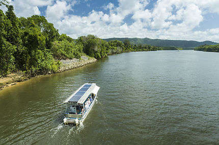 Alligator tracking on the Daintree River