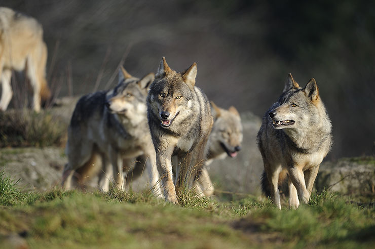 Voir les loups au parc de Chabrières