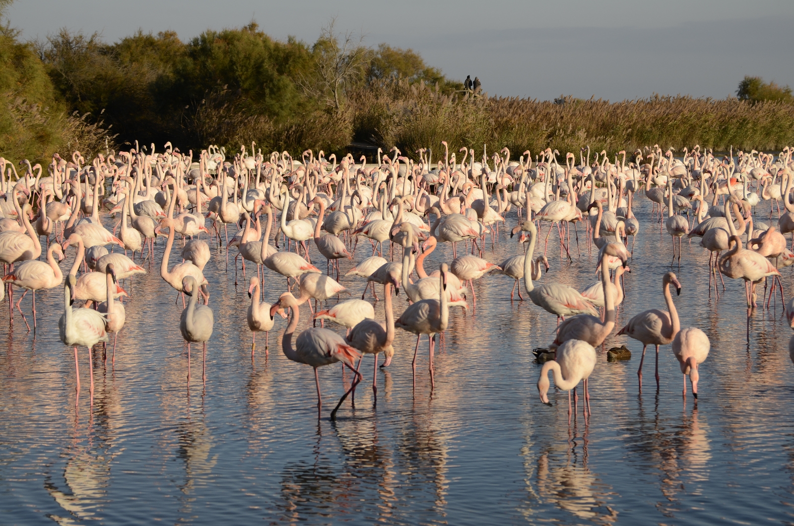 Camargue flamants roses Camargue flamants roses