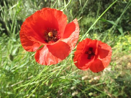 Coquelicots