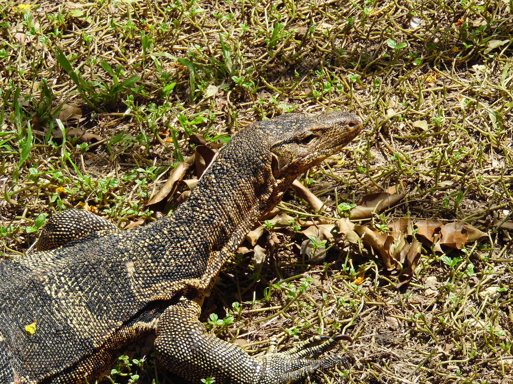 Varan à Lumphini Park, Bangkok